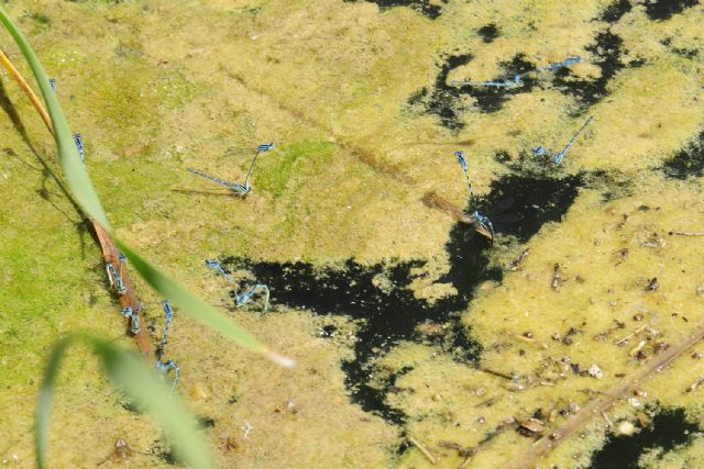 In un laghetto:  Coenagrion scitulum e Ischnura elegans